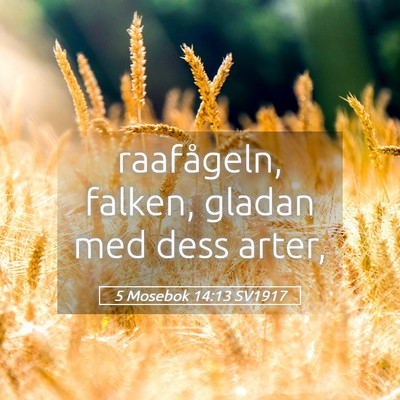 Picture 05 - 5 Mosebok 14:13 SV1917 - raafågeln, falken, gladan med dess - Bible Verse Picture