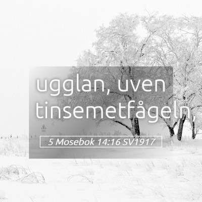 Picture 05 - 5 Mosebok 14:16 SV1917 - ugglan, uven - Bible Verse Picture