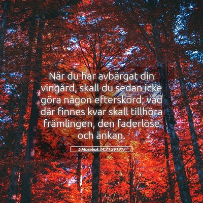Picture 05 - 5 Mosebok 24:21 SV1917 - När du har avbärgat din vingård, skall du - Bible Verse Picture
