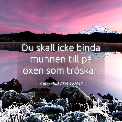 Picture 05 - 5 Mosebok 25:4 SV1917 - Du skall icke binda munnen till på oxen som - Bible Verse Picture