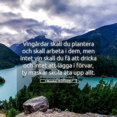 Picture 05 - 5 Mosebok 28:39 SV1917 - Vingårdar skall du plantera och skall arbeta i - Bible Verse Picture
