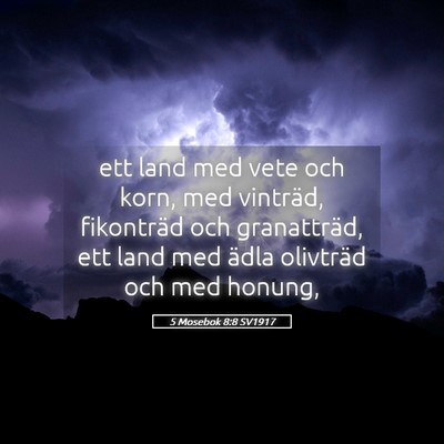 Picture 05 - 5 Mosebok 8:8 SV1917 - ett land med vete och korn, med vinträd, - Bible Verse Picture