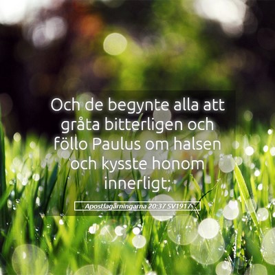 Picture 05 - Apostlagärningarna 20:37 SV1917 - Och de begynte alla att gråta bitterligen och - Bible Verse Picture