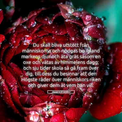 Picture 05 - Daniel 4:22 SV1917 - Du skall bliva utstött från människorna och - Bible Verse Picture