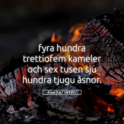 Picture 05 - Esra 2:67 SV1917 - fyra hundra trettiofem kameler och sex tusen sju - Bible Verse Picture