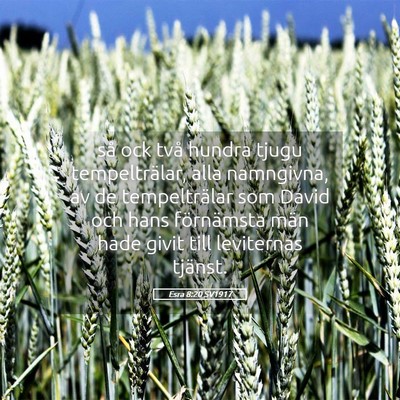 Picture 05 - Esra 8:20 SV1917 - så ock två hundra tjugu tempelträlar, alla - Bible Verse Picture