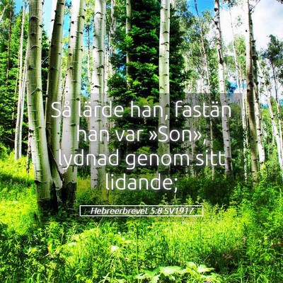 Picture 05 - Hebreerbrevet 5:8 SV1917 - Så lärde han, fastän han var »Son», lydnad - Bible Verse Picture