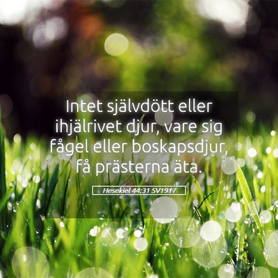 Picture 05 - Hesekiel 44:31 SV1917 - Intet självdött eller ihjälrivet djur, vare - Bible Verse Picture