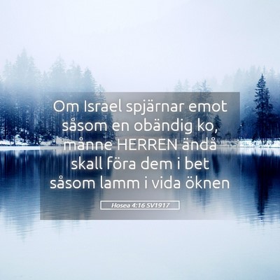 Picture 05 - Hosea 4:16 SV1917 - Om Israel spjärnar emot såsom en obändig ko, - Bible Verse Picture