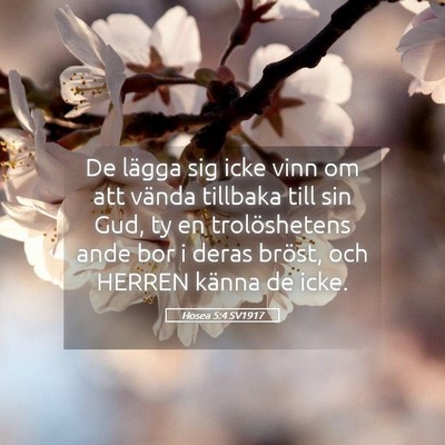 Picture 05 - Hosea 5:4 SV1917 - De lägga sig icke vinn om att vända tillbaka - Bible Verse Picture