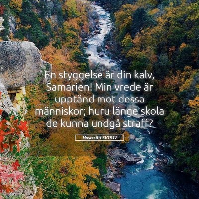 Picture 05 - Hosea 8:5 SV1917 - En styggelse är din kalv, Samarien! Min vrede - Bible Verse Picture