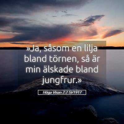 Picture 05 - Höga Visan 2:2 SV1917 - »Ja, såsom en lilja bland törnen, så är min - Bible Verse Picture