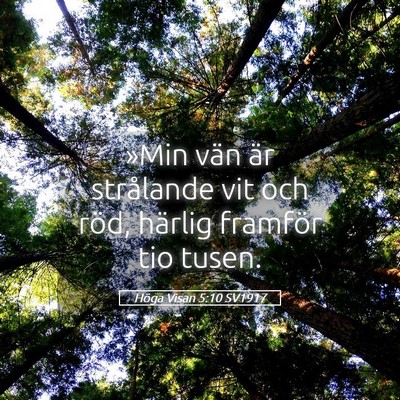 Picture 05 - Höga Visan 5:10 SV1917 - »Min vän är strålande vit och röd, härlig - Bible Verse Picture