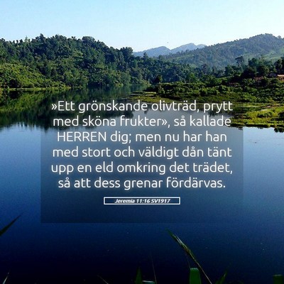 Picture 05 - Jeremia 11:16 SV1917 - »Ett grönskande olivträd, prytt med sköna - Bible Verse Picture