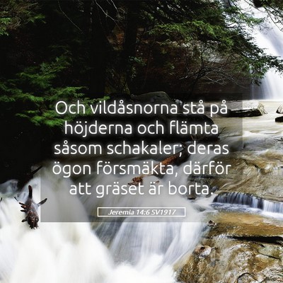 Picture 05 - Jeremia 14:6 SV1917 - Och vildåsnorna stå på höjderna och flämta - Bible Verse Picture