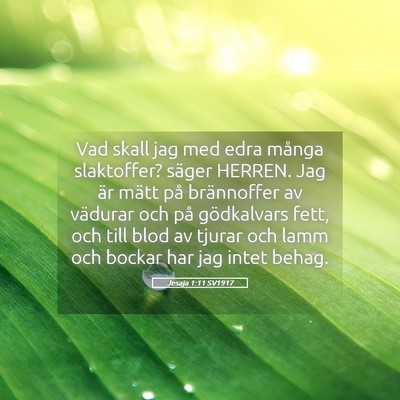 Picture 05 - Jesaja 1:11 SV1917 - Vad skall jag med edra många slaktoffer? säger - Bible Verse Picture