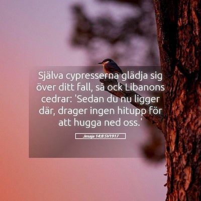 Picture 05 - Jesaja 14:8 SV1917 - Själva cypresserna glädja sig över ditt fall, - Bible Verse Picture