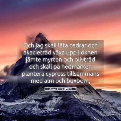Picture 05 - Jesaja 41:19 SV1917 - Och jag skall låta cedrar och akacieträd växa - Bible Verse Picture