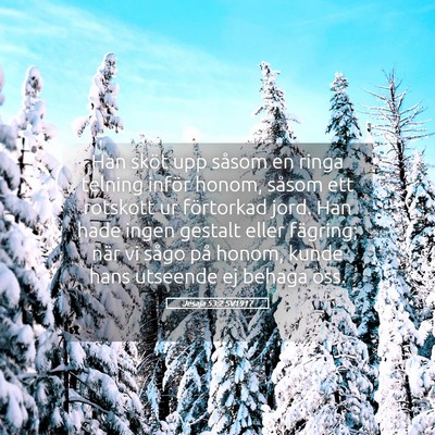 Picture 05 - Jesaja 53:2 SV1917 - Han sköt upp såsom en ringa telning inför - Bible Verse Picture