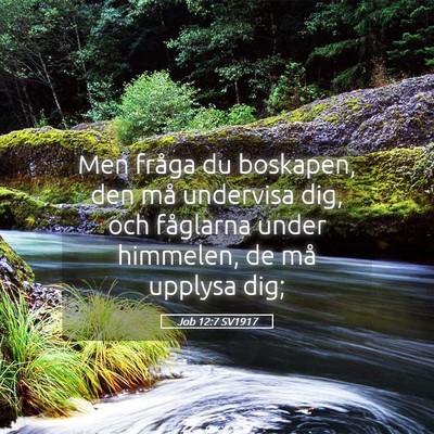 Picture 05 - Job 12:7 SV1917 - Men fråga du boskapen, den må undervisa dig, - Bible Verse Picture