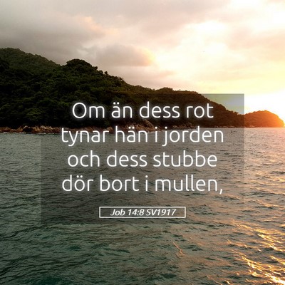 Picture 05 - Job 14:8 SV1917 - Om än dess rot tynar hän i jorden och dess - Bible Verse Picture