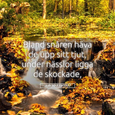 Picture 05 - Job 30:7 SV1917 - Bland snåren häva de upp sitt tjut, under - Bible Verse Picture