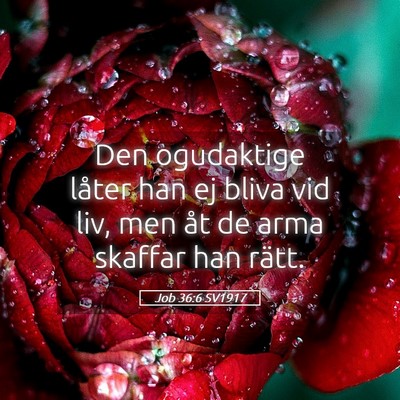 Picture 05 - Job 36:6 SV1917 - Den ogudaktige låter han ej bliva vid liv, men - Bible Verse Picture