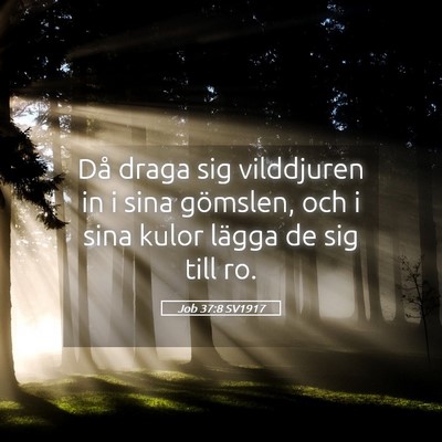 Picture 05 - Job 37:8 SV1917 - Då draga sig vilddjuren in i sina gömslen, och - Bible Verse Picture