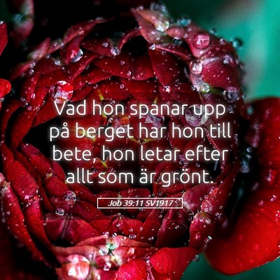 Picture 05 - Job 39:11 SV1917 - Vad hon spanar upp på berget har hon till bete, - Bible Verse Picture