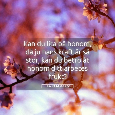 Picture 05 - Job 39:14 SV1917 - Kan du lita på honom, då ju hans kraft är så - Bible Verse Picture