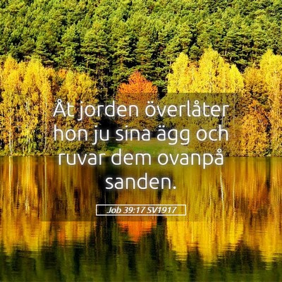 Picture 05 - Job 39:17 SV1917 - Åt jorden överlåter hon ju sina ägg och ruvar - Bible Verse Picture