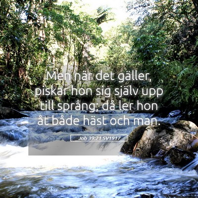 Picture 05 - Job 39:21 SV1917 - Men när det gäller, piskar hon sig själv upp - Bible Verse Picture