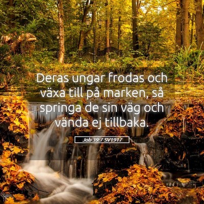 Picture 05 - Job 39:7 SV1917 - Deras ungar frodas och växa till på marken, så - Bible Verse Picture