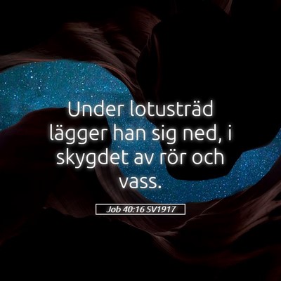 Picture 05 - Job 40:16 SV1917 - Under lotusträd lägger han sig ned, i skygdet - Bible Verse Picture