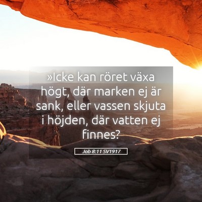 Picture 05 - Job 8:11 SV1917 - »Icke kan röret växa högt, där marken ej är - Bible Verse Picture