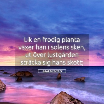 Picture 05 - Job 8:16 SV1917 - Lik en frodig planta växer han i solens sken, ut - Bible Verse Picture