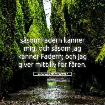 Picture 05 - Johannes 10:15 SV1917 - såsom Fadern känner mig, och såsom jag känner - Bible Verse Picture