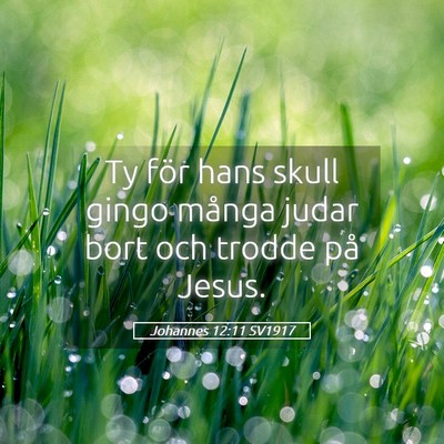 Picture 05 - Johannes 12:11 SV1917 - Ty för hans skull gingo många judar bort och - Bible Verse Picture