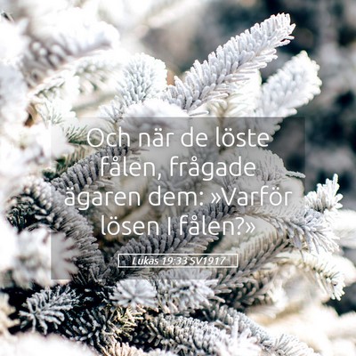 Picture 05 - Lukas 19:33 SV1917 - Och när de löste fålen, frågade ägaren dem: - Bible Verse Picture