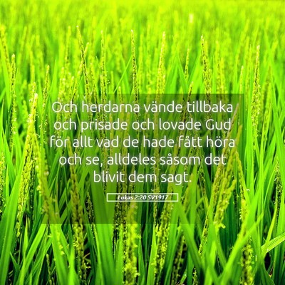 Picture 05 - Lukas 2:20 SV1917 - Och herdarna vände tillbaka och prisade och - Bible Verse Picture