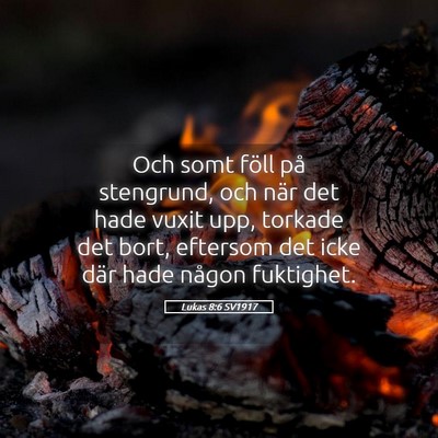 Picture 05 - Lukas 8:6 SV1917 - Och somt föll på stengrund, och när det hade - Bible Verse Picture