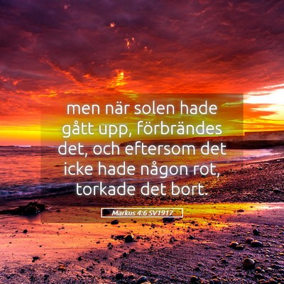 Picture 05 - Markus 4:6 SV1917 - men när solen hade gått upp, förbrändes det, - Bible Verse Picture