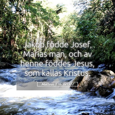 Picture 05 - Matteus 1:16 SV1917 - Jakob födde Josef, Marias man, och av henne - Bible Verse Picture