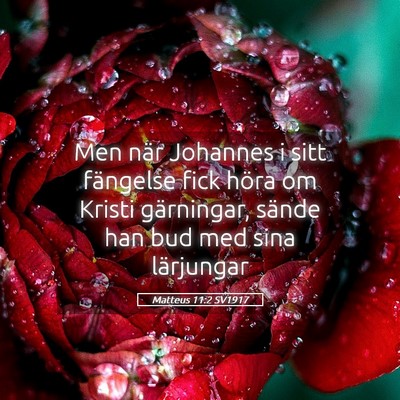 Picture 05 - Matteus 11:2 SV1917 - Men när Johannes i sitt fängelse fick höra om - Bible Verse Picture