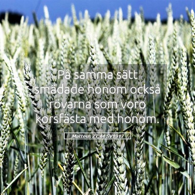Picture 05 - Matteus 27:44 SV1917 - På samma sätt smädade honom också rövarna - Bible Verse Picture