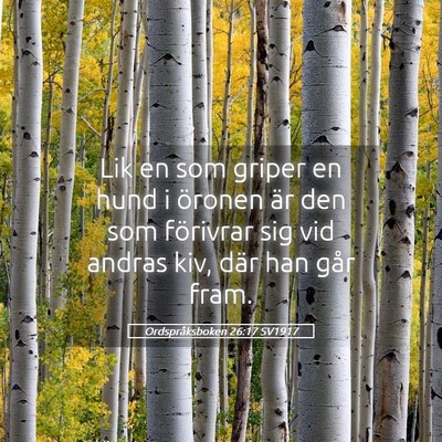 Picture 05 - Ordspråksboken 26:17 SV1917 - Lik en som griper en hund i öronen är den som - Bible Verse Picture