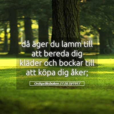 Picture 05 - Ordspråksboken 27:26 SV1917 - då äger du lamm till att bereda dig kläder och - Bible Verse Picture