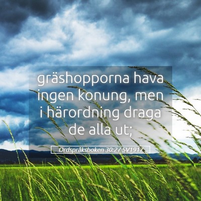 Picture 05 - Ordspråksboken 30:27 SV1917 - gräshopporna hava ingen konung, men i - Bible Verse Picture