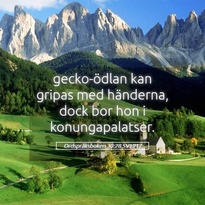 Picture 05 - Ordspråksboken 30:28 SV1917 - gecko-ödlan kan gripas med händerna, dock bor - Bible Verse Picture