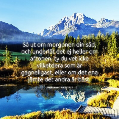 Picture 05 - Predikaren 11:6 SV1917 - Så ut om morgonen din säd, och underlåt det ej - Bible Verse Picture